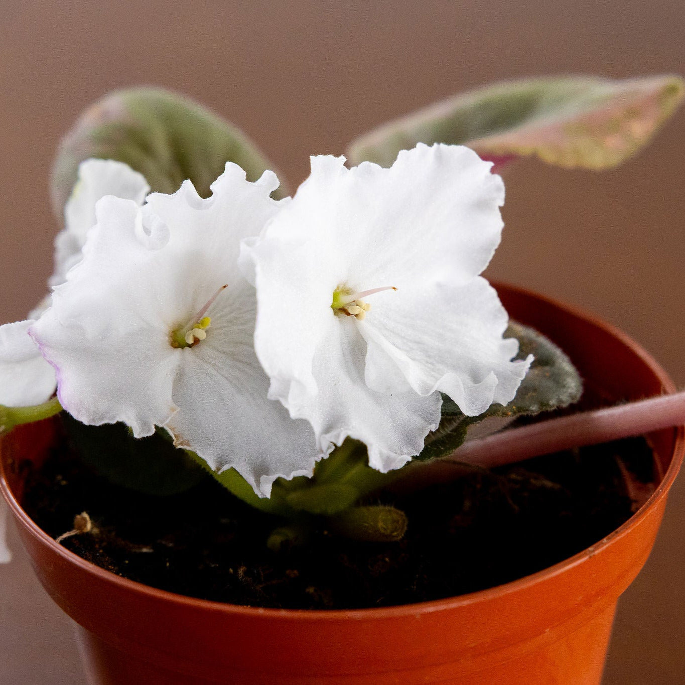African Violet