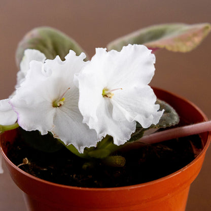 African Violet