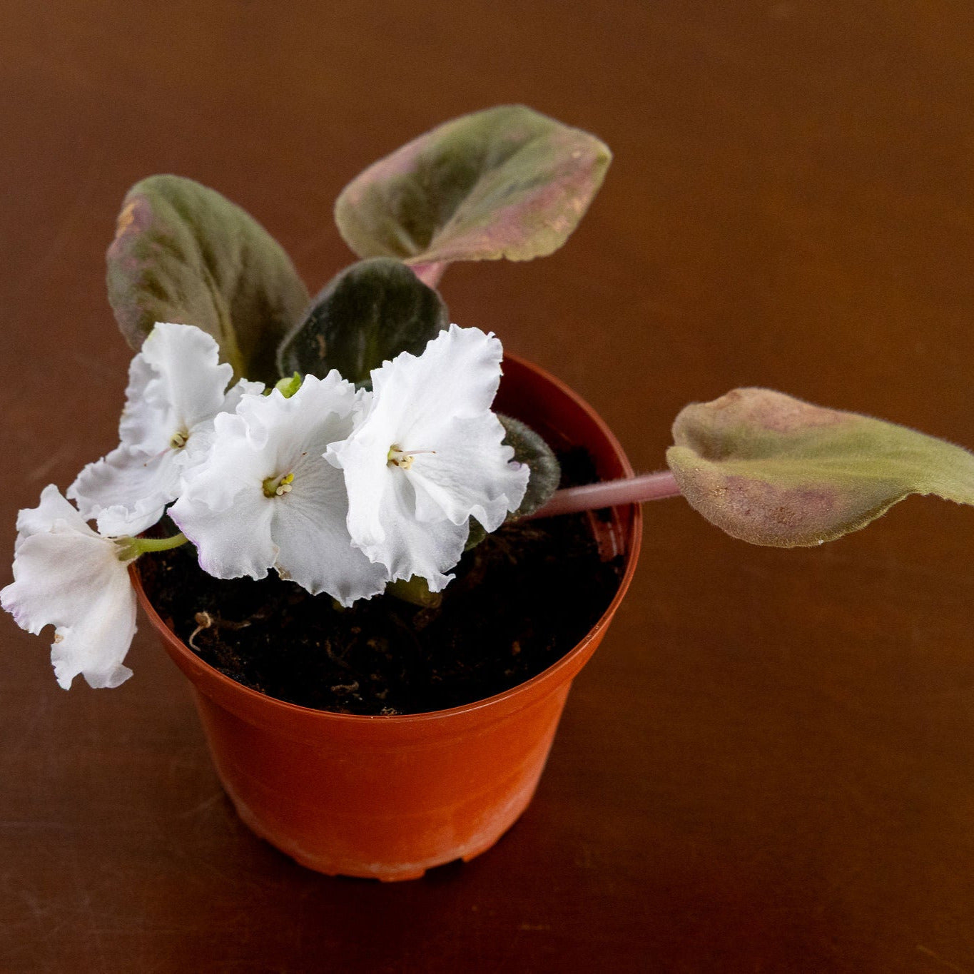 African Violet