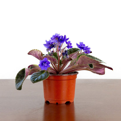 African Violet