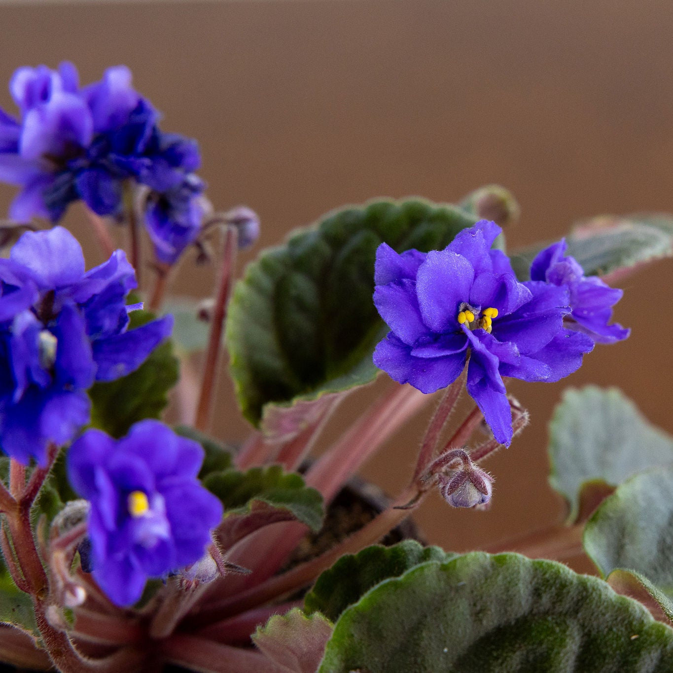 African Violet