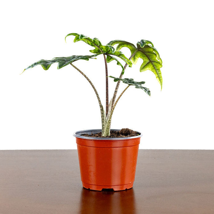 Alocasia 'Jackyln'