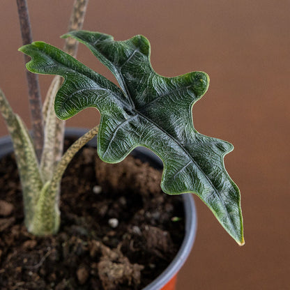 Alocasia 'Jackyln'