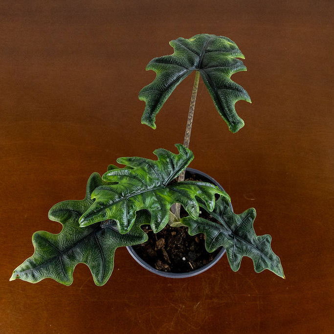 Alocasia 'Jackyln'