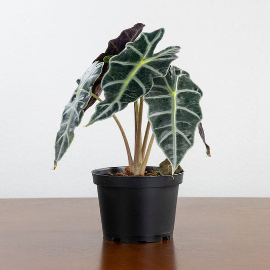 Alocasia 'Polly'
