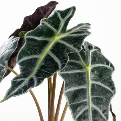 Alocasia 'Polly'
