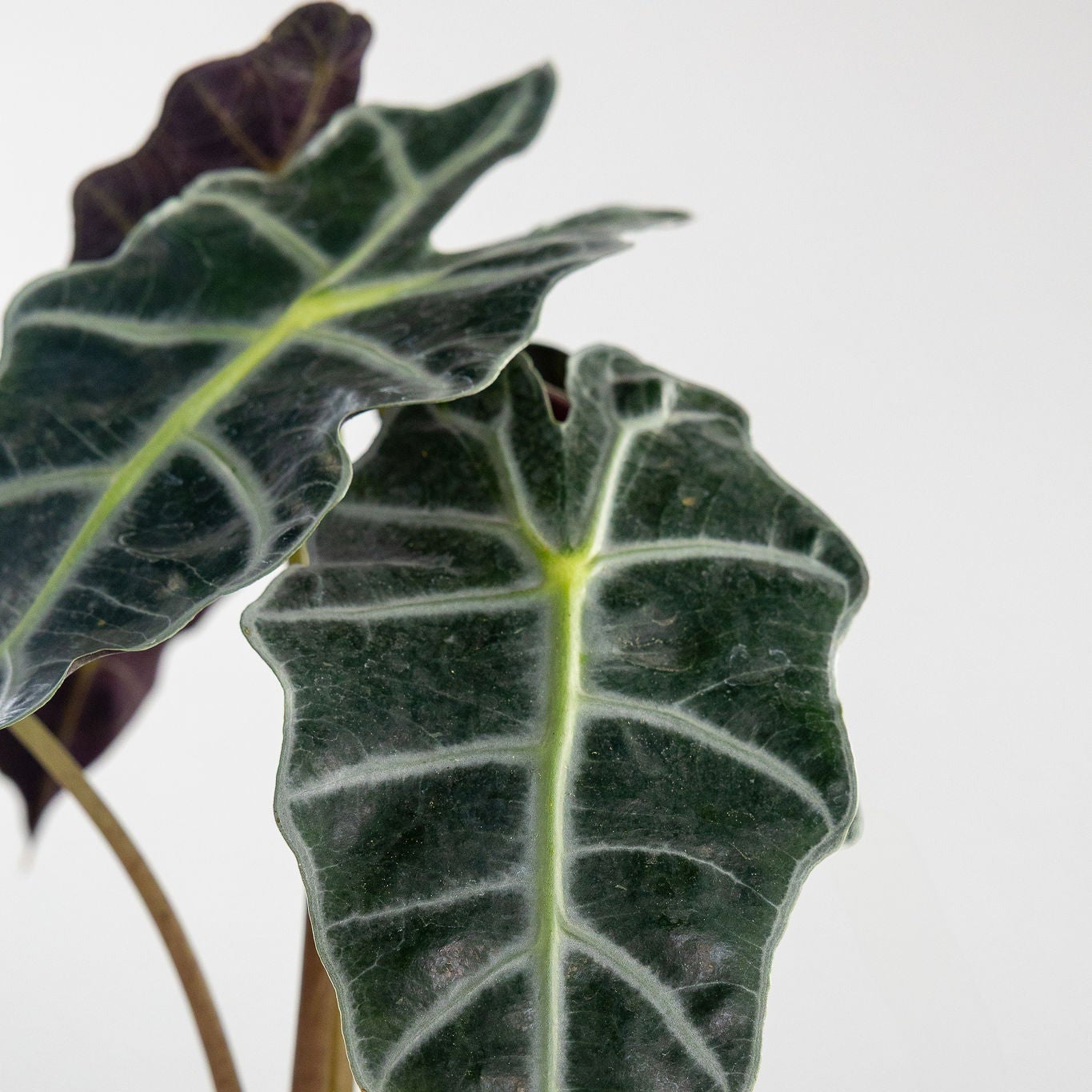 Alocasia 'Polly'