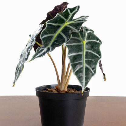 Alocasia 'Polly'