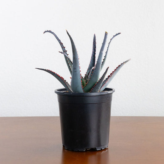 Aloe 'Diablo'