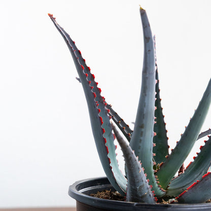 Aloe 'Diablo'