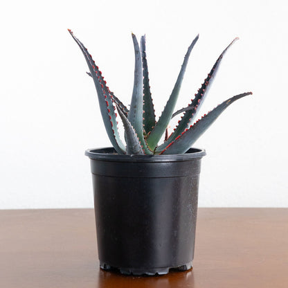 Aloe 'Diablo'