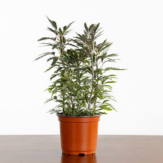 Aralia 'Elegansissima'