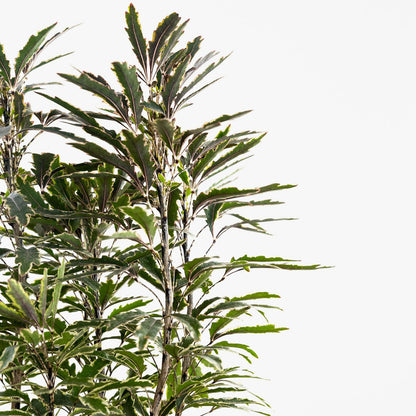 Aralia 'Elegansissima'