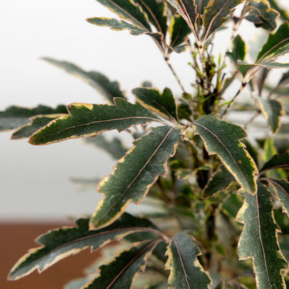 Aralia 'Elegansissima'
