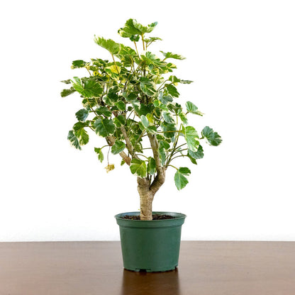 Aralia Balfour Stump Lemon Lime