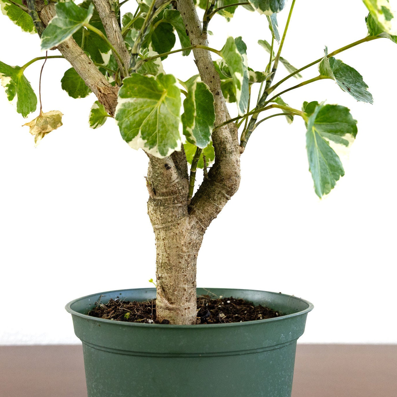 Aralia Balfour Stump Lemon Lime