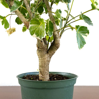 Aralia Balfour Stump Lemon Lime