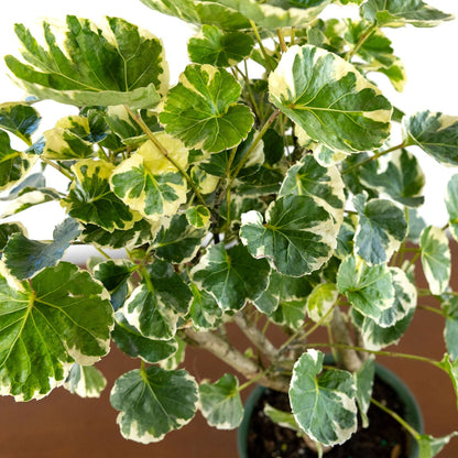 Aralia Balfour Stump Lemon Lime