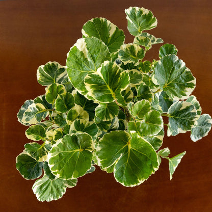 Aralia Balfour Stump Lemon Lime