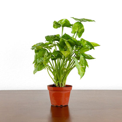 Arrowhead Plant Red or Green