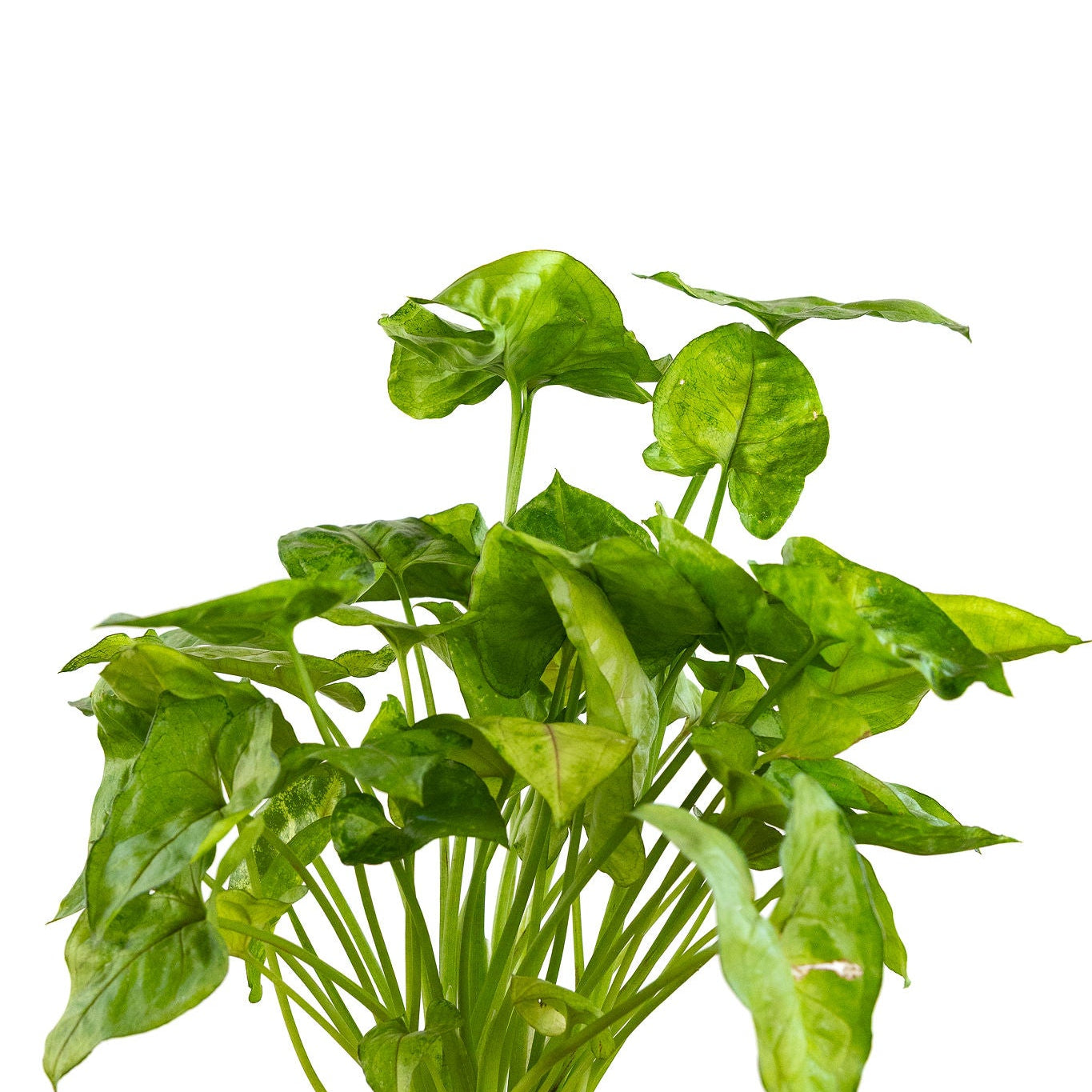 Arrowhead Plant Red or Green