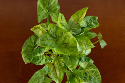 Arrowhead Plant Red or Green