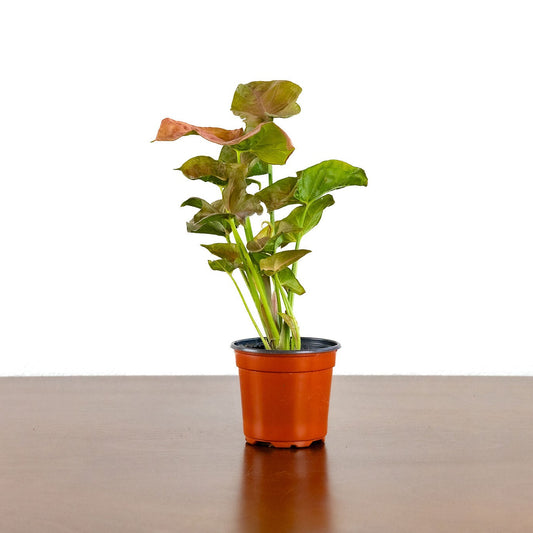 Arrowhead Plant Red or Green