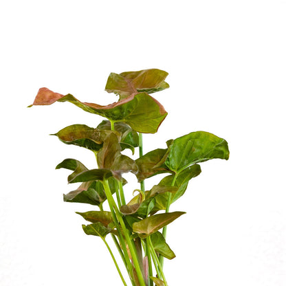 Arrowhead Plant Red or Green