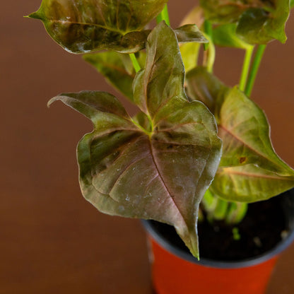 Arrowhead Plant Red or Green
