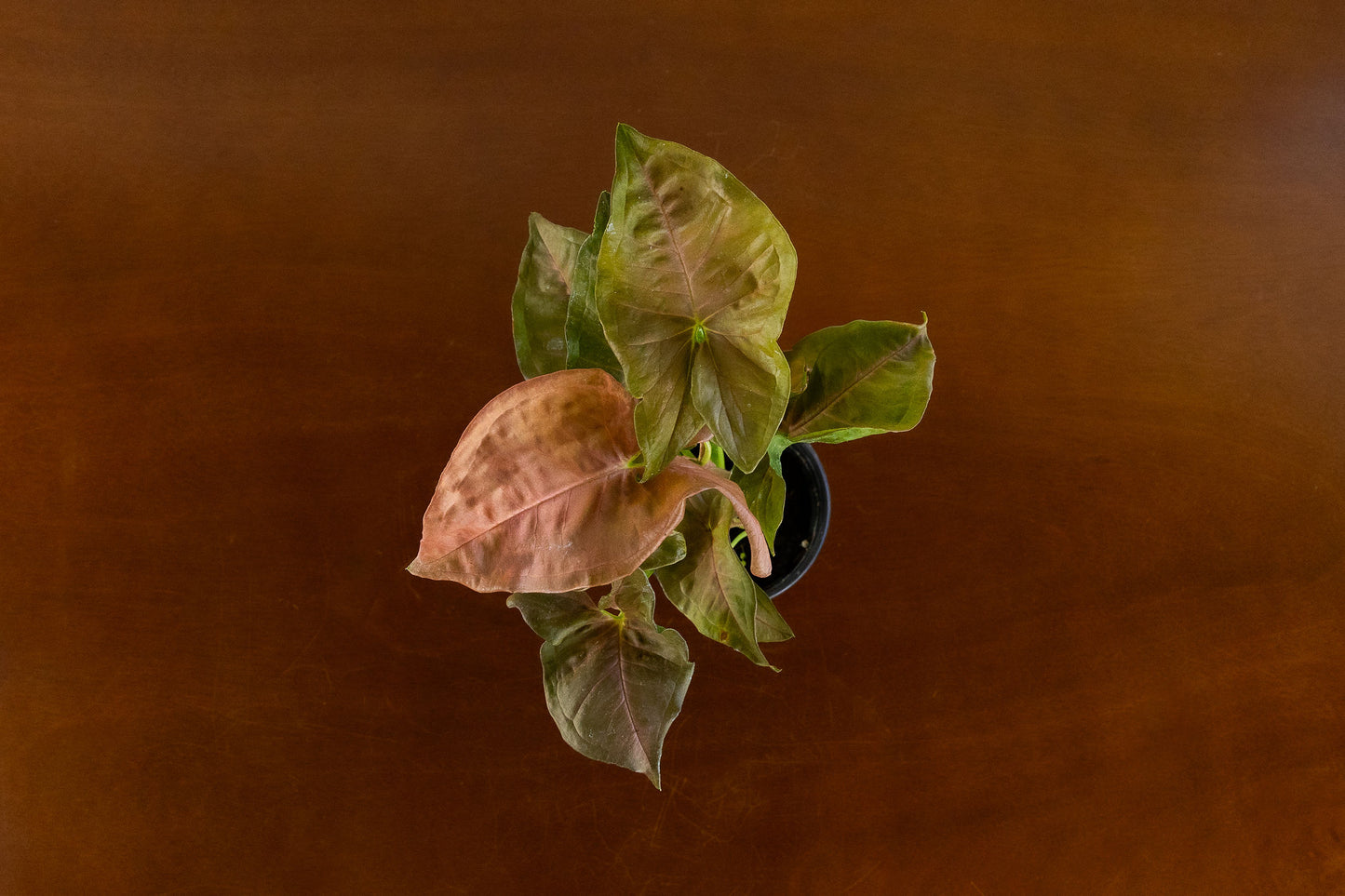 Arrowhead Plant Red or Green