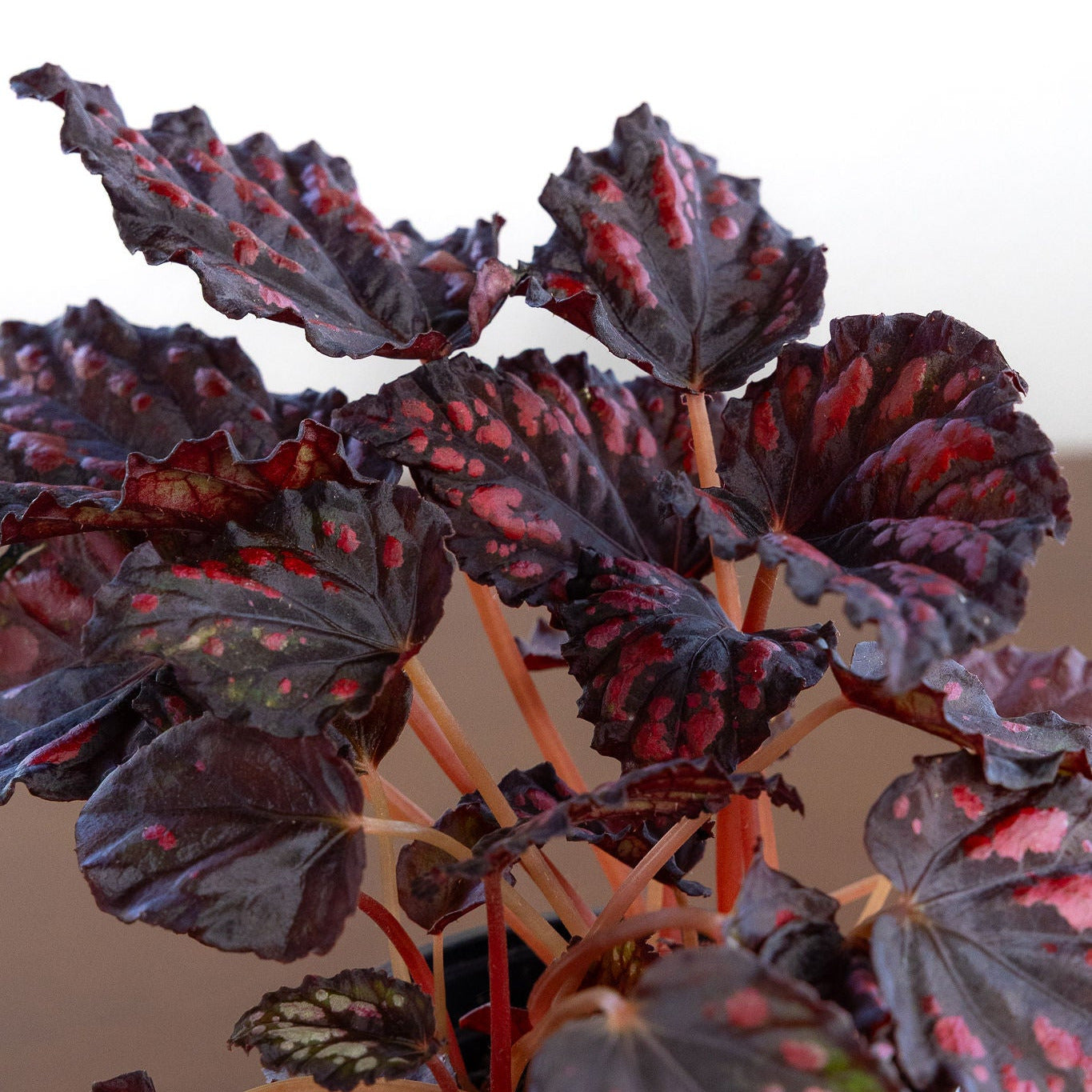 Begonia Rex
