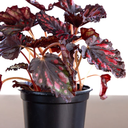 Begonia Rex