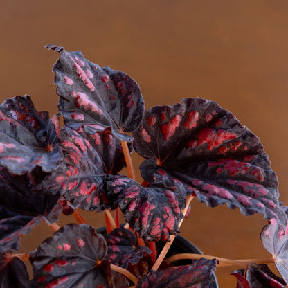 Begonia Rex