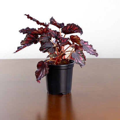 Begonia Rex