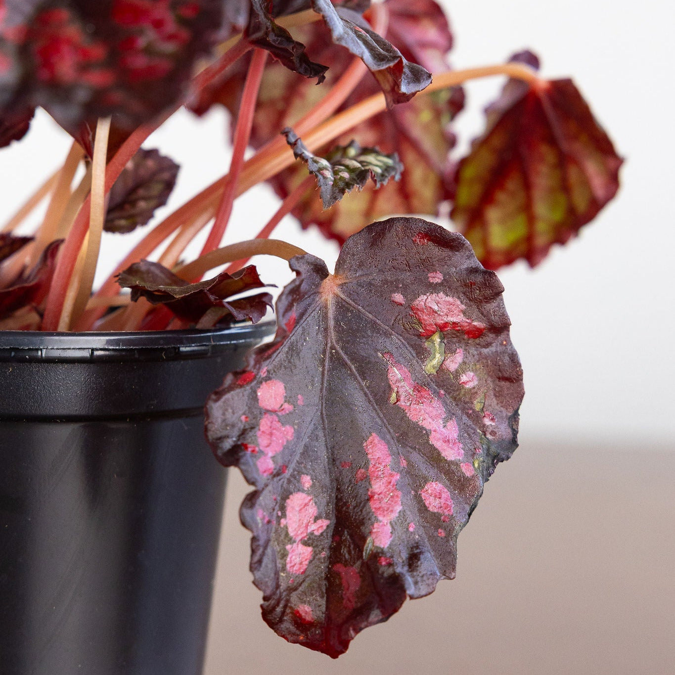 Begonia Rex