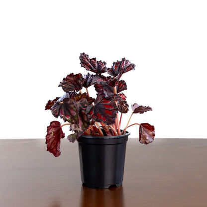 Begonia Rex