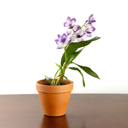 Orchid, 'Blue Birds' with a 4 inch Terracotta Pot