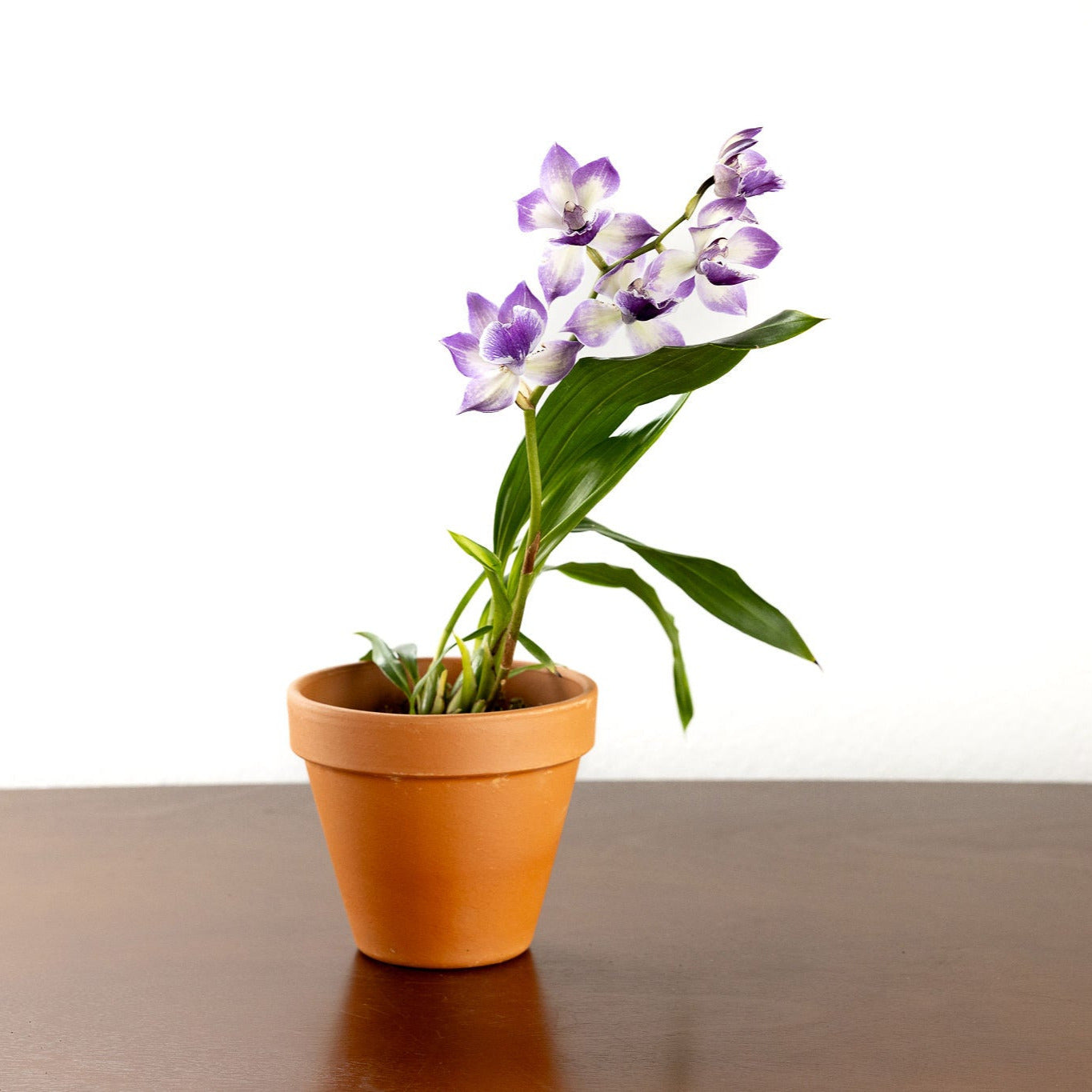 Orchid, 'Blue Birds' with a 4 inch Terracotta Pot