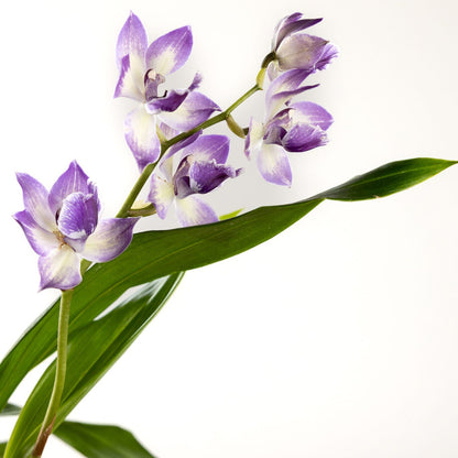 Orchid, 'Blue Birds' with a 4 inch Terracotta Pot