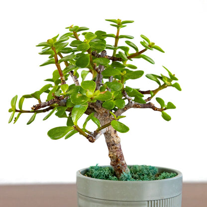 Bonsai Portulacaria