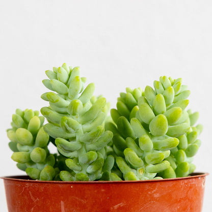 Burro's Tail