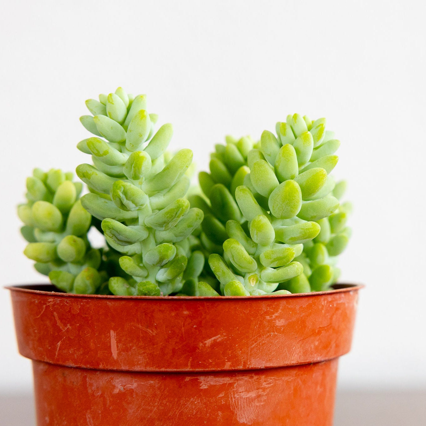 Green succulent plant in a red pot on a white background