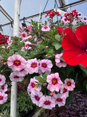 Spring Hanging Basket