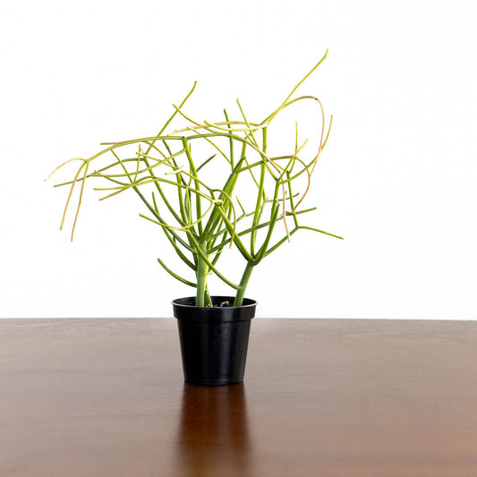 Cactus 'Pencil'