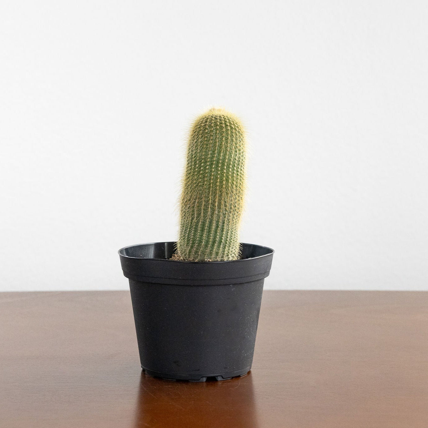 Cactus 'Yellow Tower'