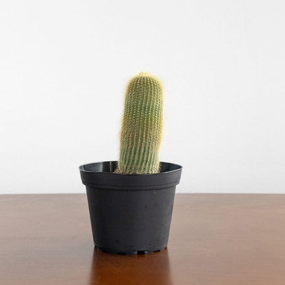 Cactus 'Yellow Tower'