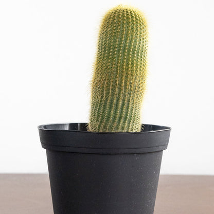 Cactus 'Yellow Tower'