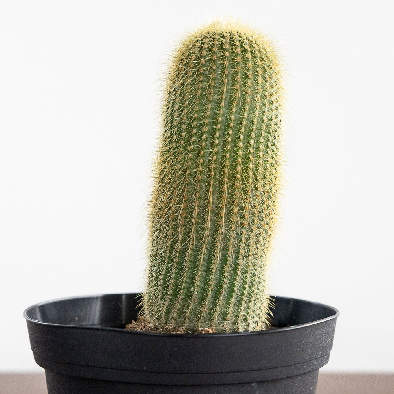 Cactus 'Yellow Tower'