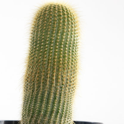 Cactus 'Yellow Tower'