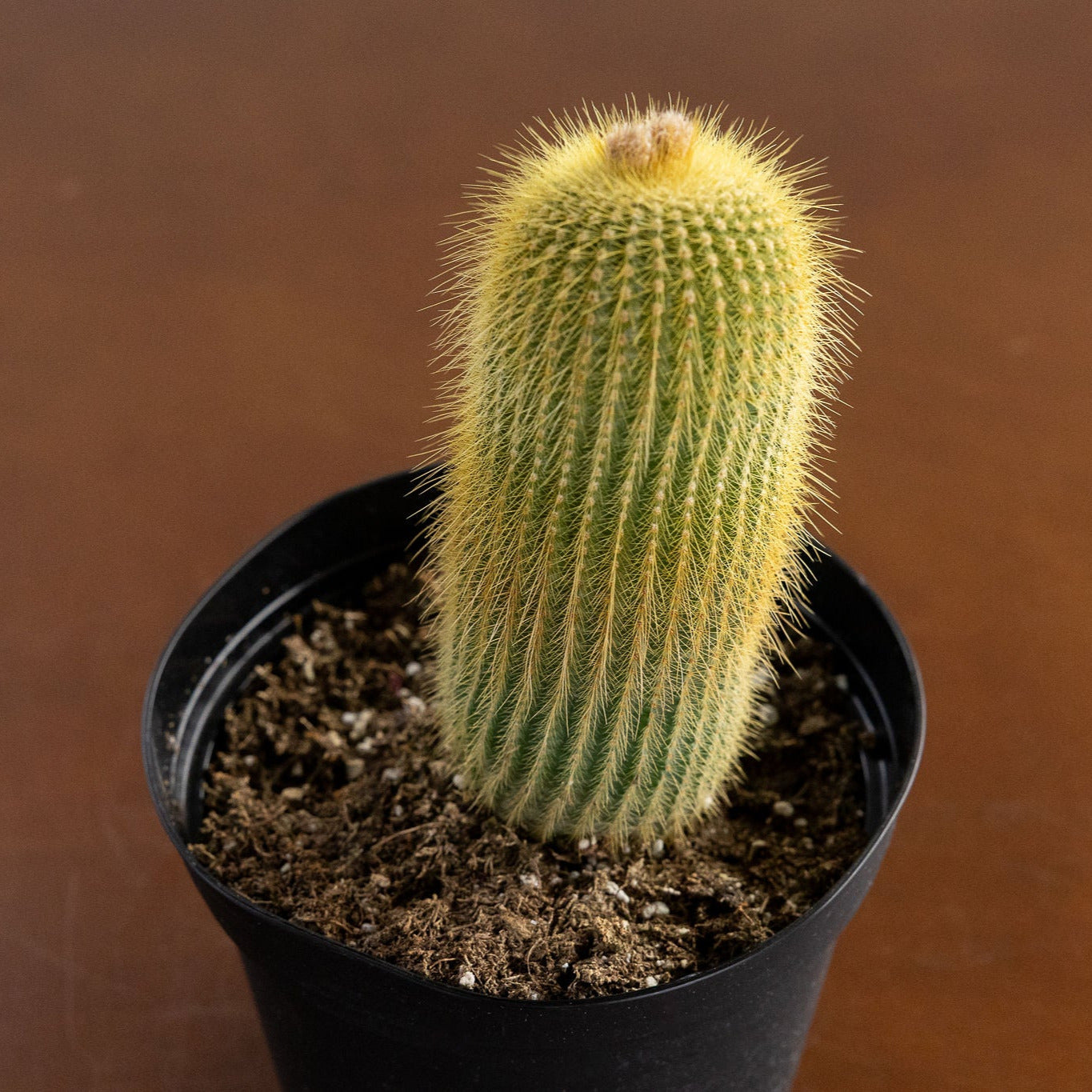 Cactus 'Yellow Tower'